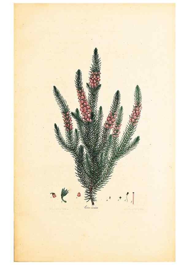Reproducción/Reproduction 40873989613: Coloured engravings of heaths :. London :Published by the Author. Printed by T. Bensley,1802-09 [1830?]. 