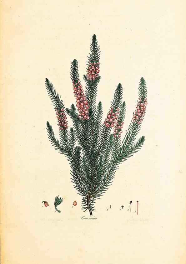 Reproducción/Reproduction 40873989613: Coloured engravings of heaths :. London :Published by the Author. Printed by T. Bensley,1802-09 [1830?]. 