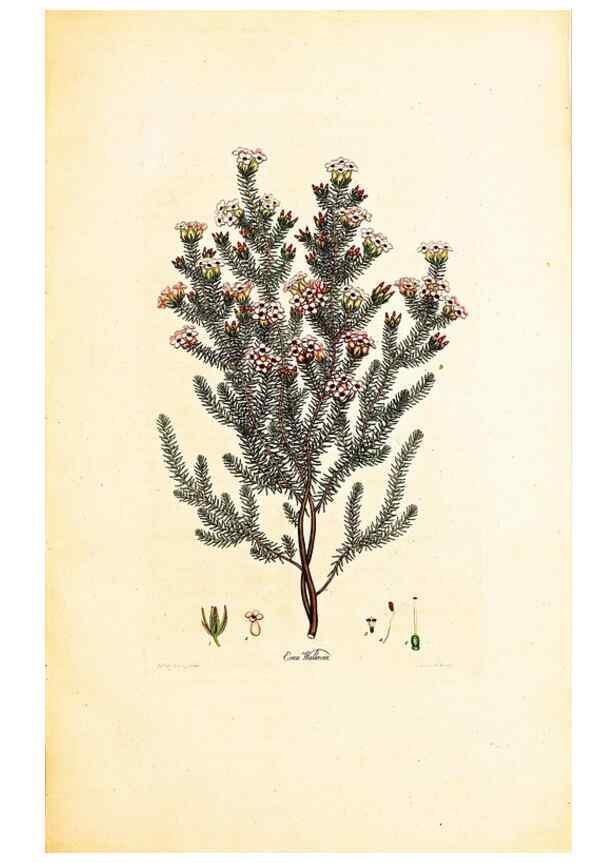 Reproducción/Reproduction 33963376518: Coloured engravings of heaths :. London :Published by the Author. Printed by T. Bensley,1802-09 [1830?]. 