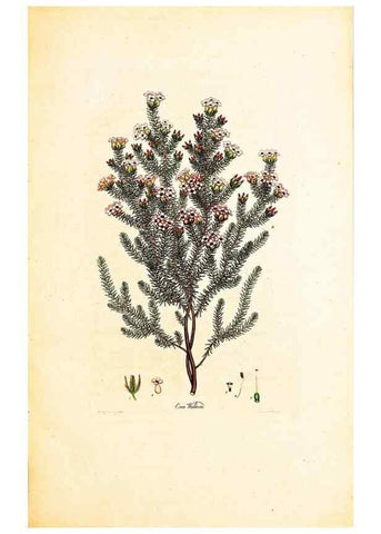Reproducción/Reproduction 33963376518: Coloured engravings of heaths :. London :Published by the Author. Printed by T. Bensley,1802-09 [1830?]. 