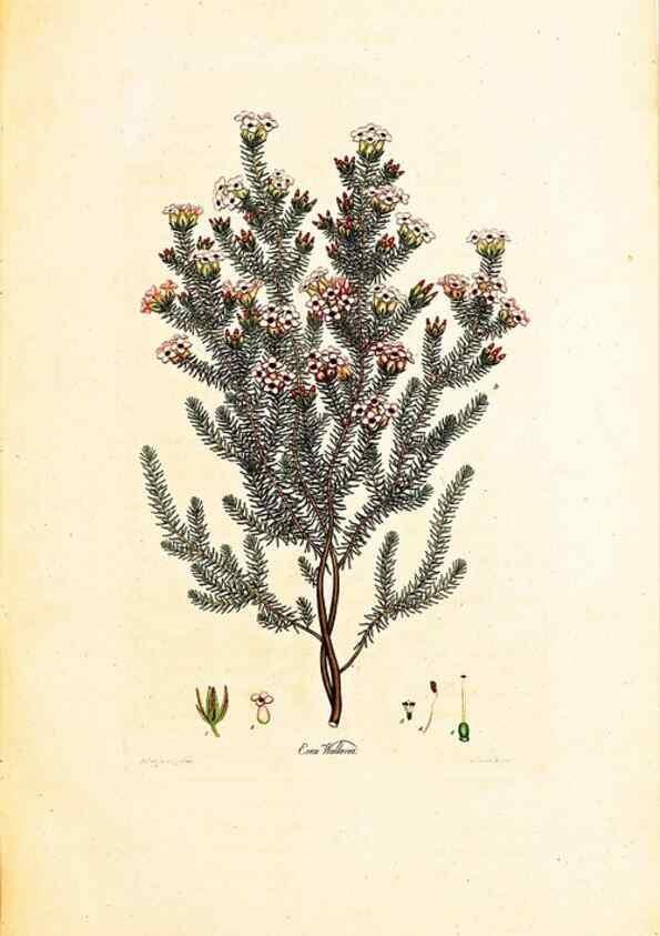 Reproducción/Reproduction 33963376518: Coloured engravings of heaths :. London :Published by the Author. Printed by T. Bensley,1802-09 [1830?]. 