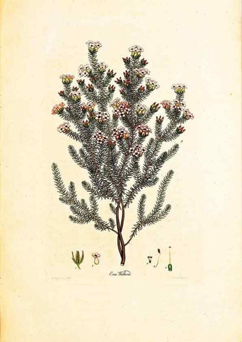 Reproducción/Reproduction 33963376518: Coloured engravings of heaths :. London :Published by the Author. Printed by T. Bensley,1802-09 [1830?]. 