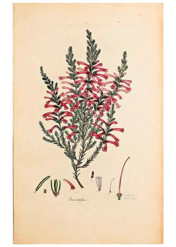 Reproducción/Reproduction 32896789147: Coloured engravings of heaths :. London :Published by the Author. Printed by T. Bensley,1802-09 [1830?]. 