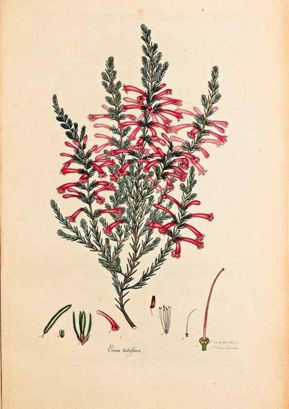 Reproducción/Reproduction 32896789147: Coloured engravings of heaths :. London :Published by the Author. Printed by T. Bensley,1802-09 [1830?]. 