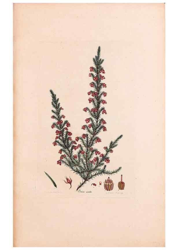 Reproducción/Reproduction 33963419218: Coloured engravings of heaths :. London :Published by the Author. Printed by T. Bensley,1802-09 [1830?]. 