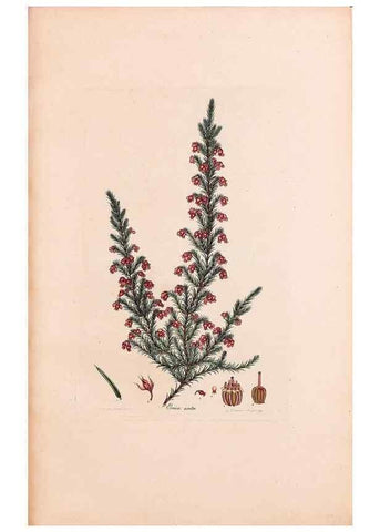 Reproducción/Reproduction 33963419218: Coloured engravings of heaths :. London :Published by the Author. Printed by T. Bensley,1802-09 [1830?]. 