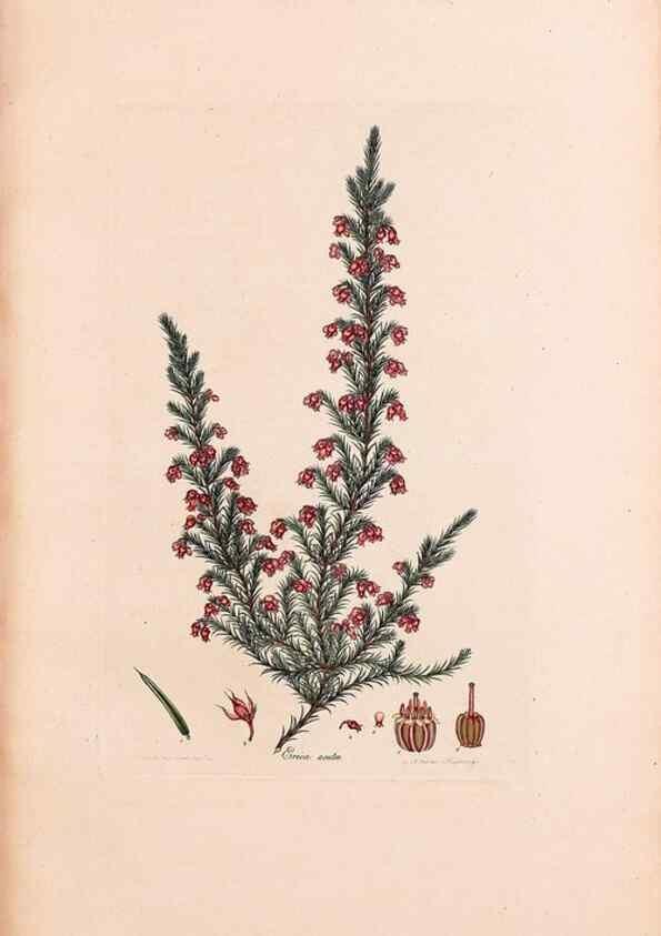 Reproducción/Reproduction 33963419218: Coloured engravings of heaths :. London :Published by the Author. Printed by T. Bensley,1802-09 [1830?]. 