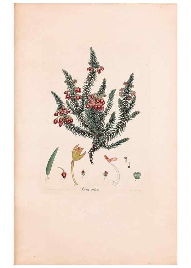 Reproducción/Reproduction 33963420288: Coloured engravings of heaths :. London :Published by the Author. Printed by T. Bensley,1802-09 [1830?]. 