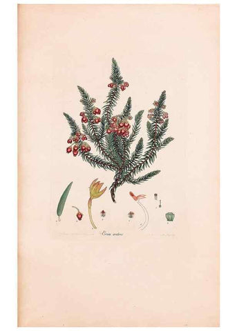 Reproducción/Reproduction 33963420288: Coloured engravings of heaths :. London :Published by the Author. Printed by T. Bensley,1802-09 [1830?]. 