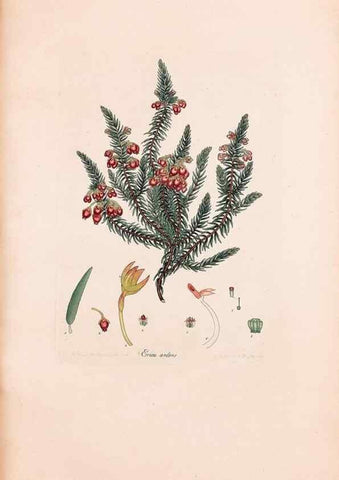 Reproducción/Reproduction 33963420288: Coloured engravings of heaths :. London :Published by the Author. Printed by T. Bensley,1802-09 [1830?]. 