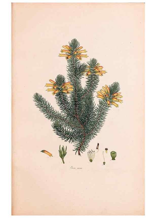 Reproducción/Reproduction 47051208324: Coloured engravings of heaths :. London :Published by the Author. Printed by T. Bensley,1802-09 [1830?]. 