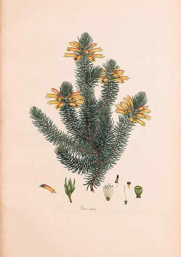 Reproducción/Reproduction 47051208324: Coloured engravings of heaths :. London :Published by the Author. Printed by T. Bensley,1802-09 [1830?]. 