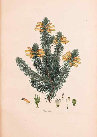 Reproducción/Reproduction 47051208324: Coloured engravings of heaths :. London :Published by the Author. Printed by T. Bensley,1802-09 [1830?]. 