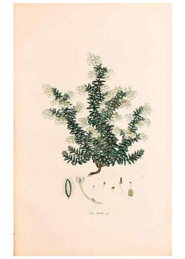 Reproducción/Reproduction 40874046443: Coloured engravings of heaths :. London :Published by the Author. Printed by T. Bensley,1802-09 [1830?]. 