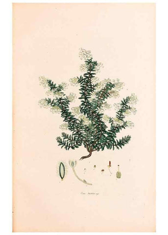 Reproducción/Reproduction 40874046443: Coloured engravings of heaths :. London :Published by the Author. Printed by T. Bensley,1802-09 [1830?]. 