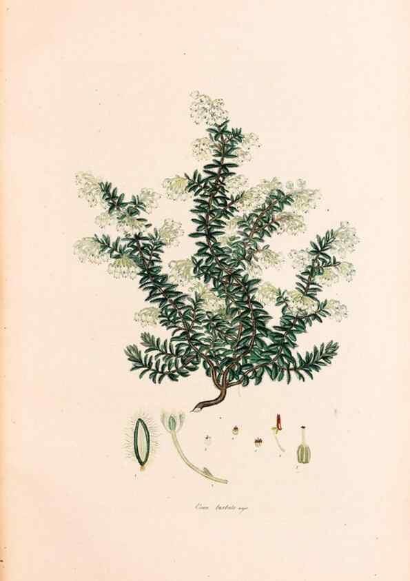 Reproducción/Reproduction 40874046443: Coloured engravings of heaths :. London :Published by the Author. Printed by T. Bensley,1802-09 [1830?]. 