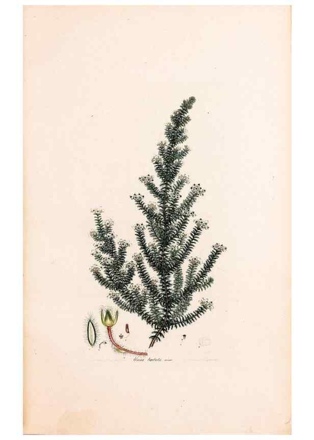 Reproducción/Reproduction 46924452325: Coloured engravings of heaths :. London :Published by the Author. Printed by T. Bensley,1802-09 [1830?]. 