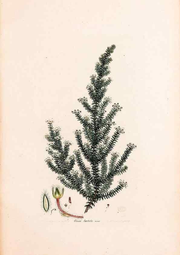 Reproducción/Reproduction 46924452325: Coloured engravings of heaths :. London :Published by the Author. Printed by T. Bensley,1802-09 [1830?]. 