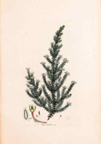 Reproducción/Reproduction 46924452325: Coloured engravings of heaths :. London :Published by the Author. Printed by T. Bensley,1802-09 [1830?]. 