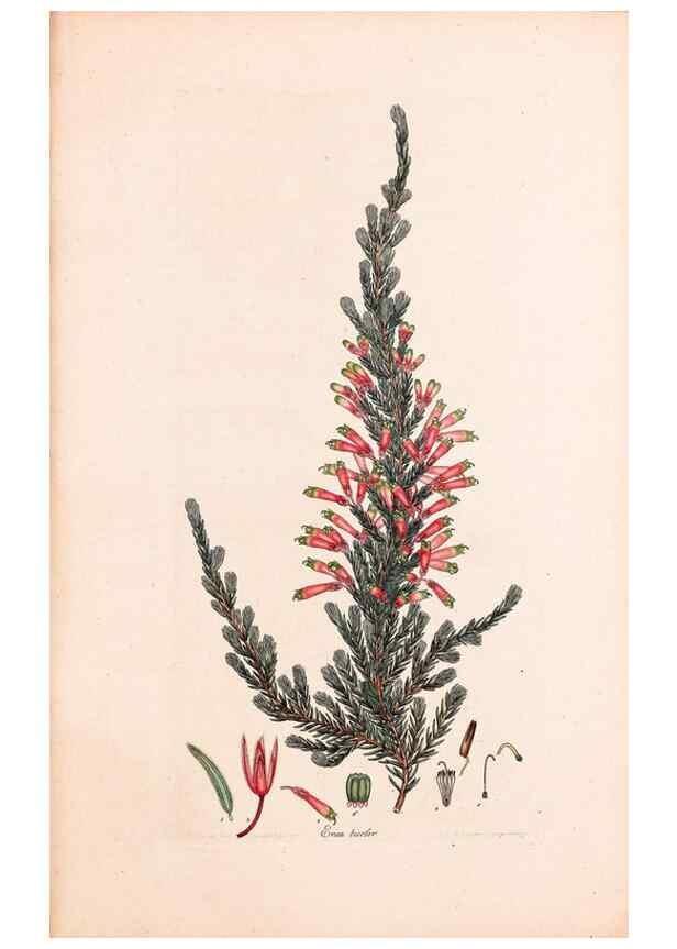 Reproducción/Reproduction 33963422938: Coloured engravings of heaths :. London :Published by the Author. Printed by T. Bensley,1802-09 [1830?]. 