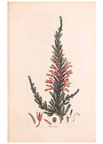 Reproducción/Reproduction 33963422938: Coloured engravings of heaths :. London :Published by the Author. Printed by T. Bensley,1802-09 [1830?]. 