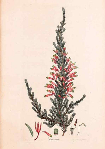 Reproducción/Reproduction 33963422938: Coloured engravings of heaths :. London :Published by the Author. Printed by T. Bensley,1802-09 [1830?]. 