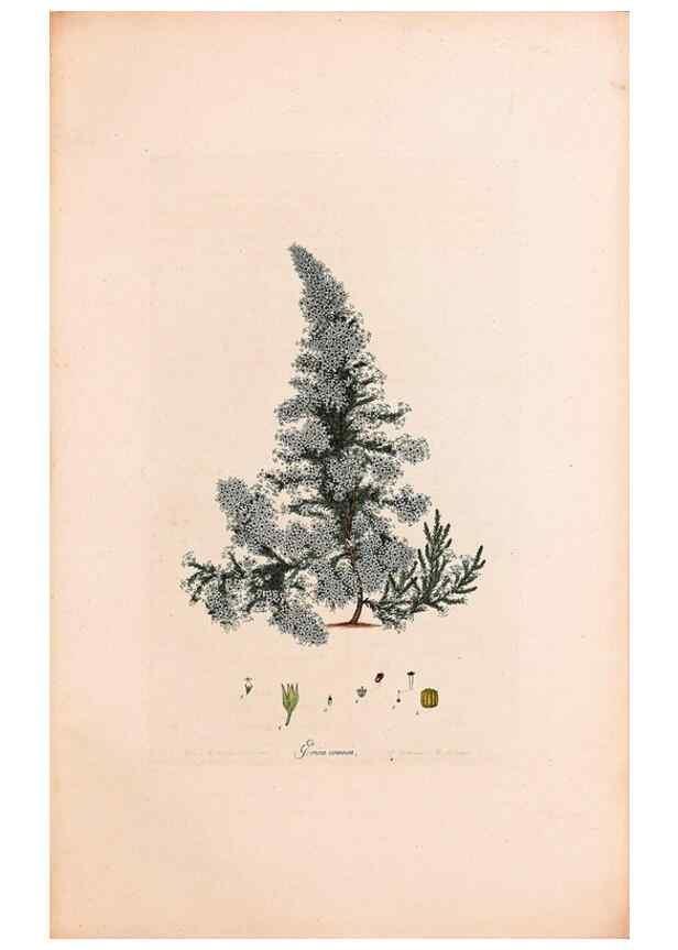 Reproducción/Reproduction 33963423628: Coloured engravings of heaths :. London :Published by the Author. Printed by T. Bensley,1802-09 [1830?]. 