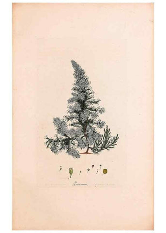 Reproducción/Reproduction 33963423628: Coloured engravings of heaths :. London :Published by the Author. Printed by T. Bensley,1802-09 [1830?]. 