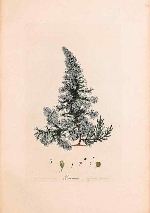 Reproducción/Reproduction 33963423628: Coloured engravings of heaths :. London :Published by the Author. Printed by T. Bensley,1802-09 [1830?]. 