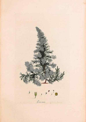 Reproducción/Reproduction 33963423628: Coloured engravings of heaths :. London :Published by the Author. Printed by T. Bensley,1802-09 [1830?]. 