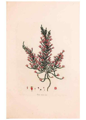 Reproducción/Reproduction 33963424508: Coloured engravings of heaths :. London :Published by the Author. Printed by T. Bensley,1802-09 [1830?]. 