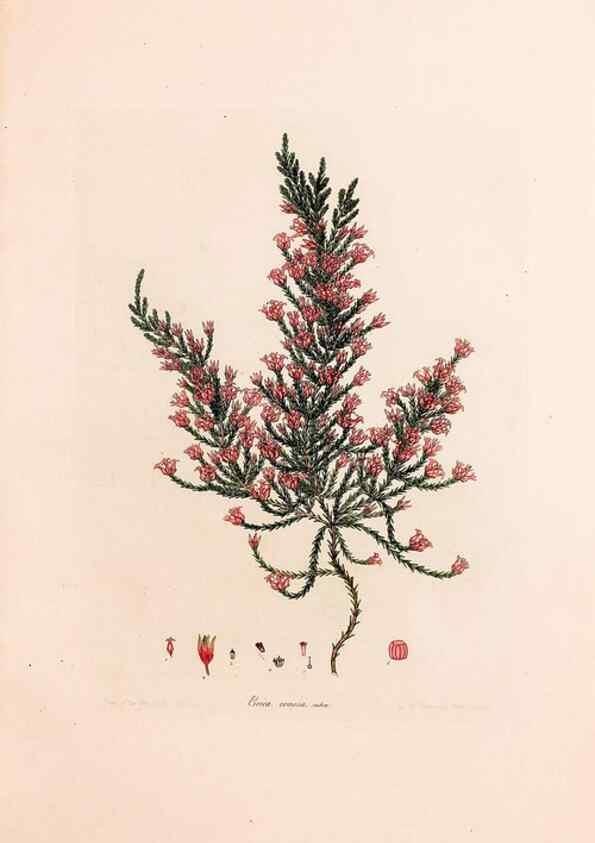Reproducción/Reproduction 33963424508: Coloured engravings of heaths :. London :Published by the Author. Printed by T. Bensley,1802-09 [1830?]. 