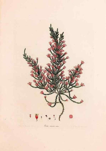 Reproducción/Reproduction 33963424508: Coloured engravings of heaths :. London :Published by the Author. Printed by T. Bensley,1802-09 [1830?]. 