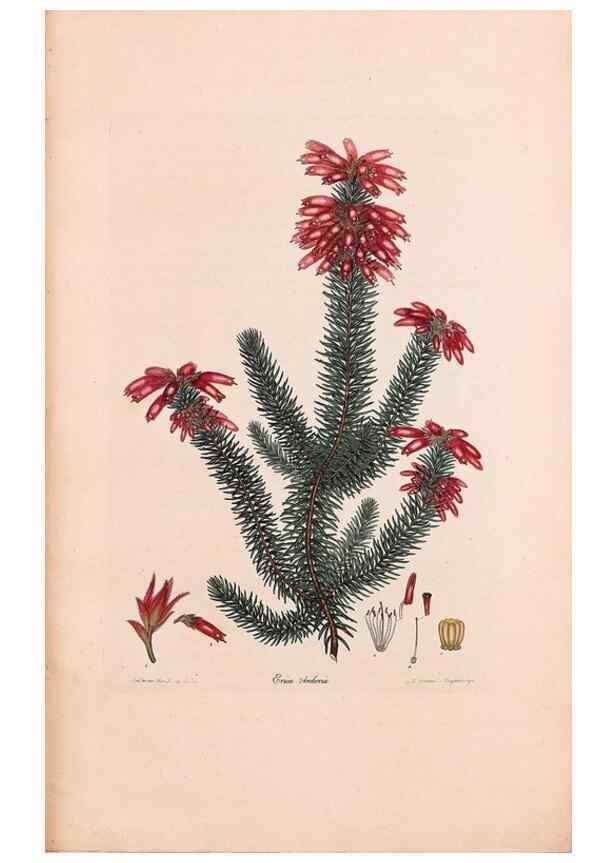 Reproducción/Reproduction 32896824467: Coloured engravings of heaths :. London :Published by the Author. Printed by T. Bensley,1802-09 [1830?]. 