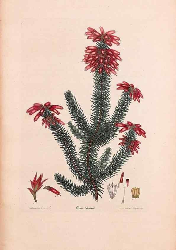Reproducción/Reproduction 32896824467: Coloured engravings of heaths :. London :Published by the Author. Printed by T. Bensley,1802-09 [1830?]. 