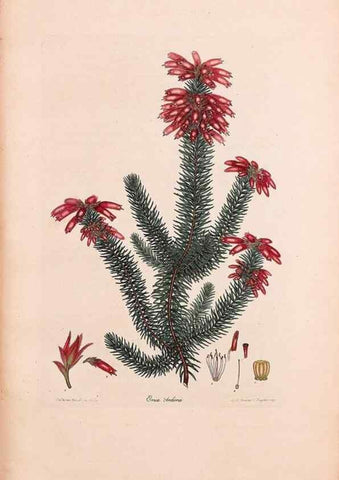 Reproducción/Reproduction 32896824467: Coloured engravings of heaths :. London :Published by the Author. Printed by T. Bensley,1802-09 [1830?]. 