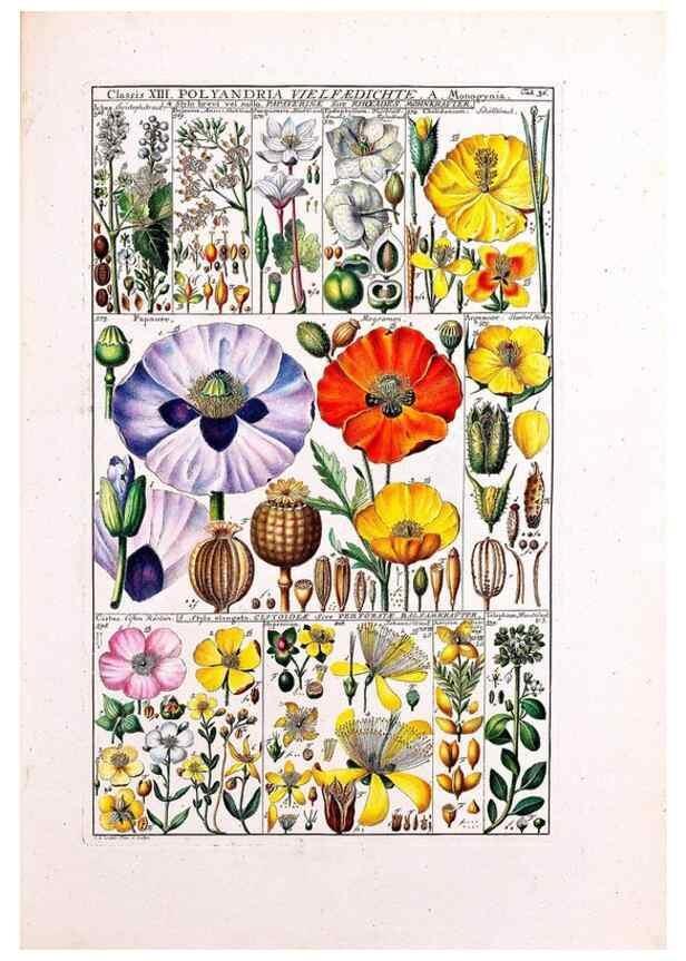 Reproducción/Reproduction 46924643085: Tabulae phytographicae,. Turici,Impensis J.H. Fuessli,1795-1804.. 