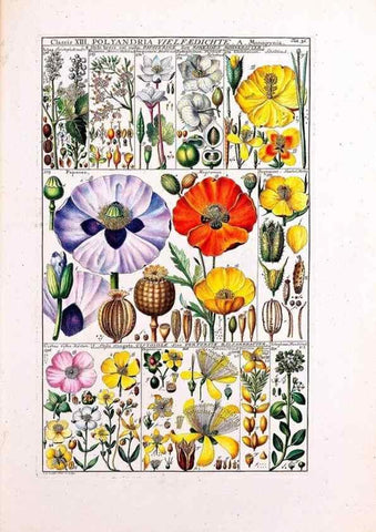 Reproducción/Reproduction 46924643085: Tabulae phytographicae,. Turici,Impensis J.H. Fuessli,1795-1804.. 