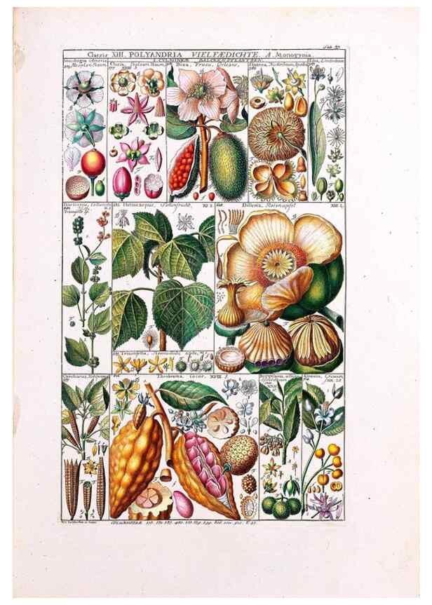 Reproducción/Reproduction 47840995571: Tabulae phytographicae,. Turici,Impensis J.H. Fuessli,1795-1804.. 