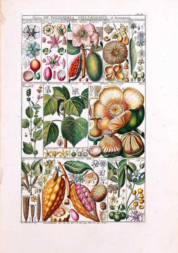 Reproducción/Reproduction 47840995571: Tabulae phytographicae,. Turici,Impensis J.H. Fuessli,1795-1804.. 