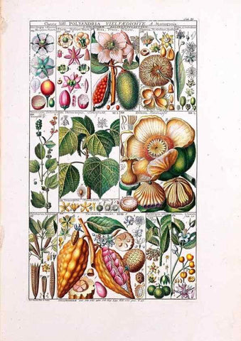 Reproducción/Reproduction 47840995571: Tabulae phytographicae,. Turici,Impensis J.H. Fuessli,1795-1804.. 