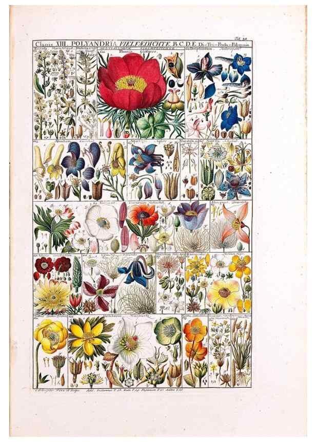 Reproducción/Reproduction 32896993427: Tabulae phytographicae,. Turici,Impensis J.H. Fuessli,1795-1804.. 