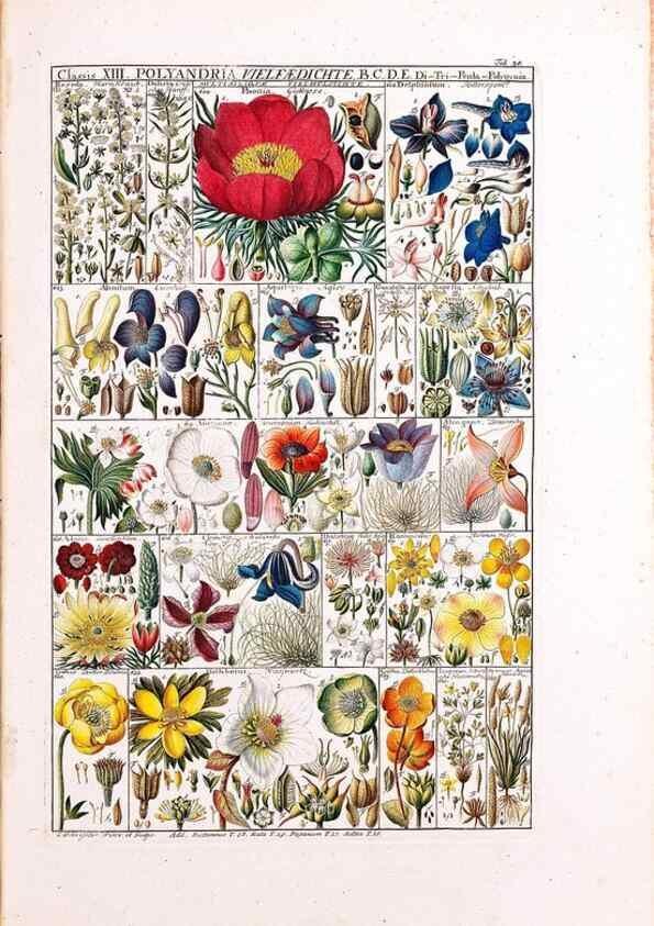 Reproducción/Reproduction 32896993427: Tabulae phytographicae,. Turici,Impensis J.H. Fuessli,1795-1804.. 