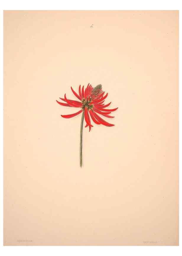 Reproducción/Reproduction 33970681668: Brazilian flowers drawn from nature in the years 1880-1882,. Coombe Croft,1893.. 