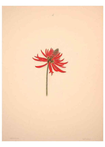 Reproducción/Reproduction 33970681668: Brazilian flowers drawn from nature in the years 1880-1882,. Coombe Croft,1893.. 