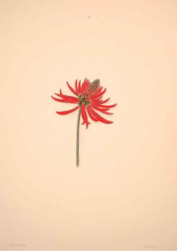 Reproducción/Reproduction 33970681668: Brazilian flowers drawn from nature in the years 1880-1882,. Coombe Croft,1893.. 