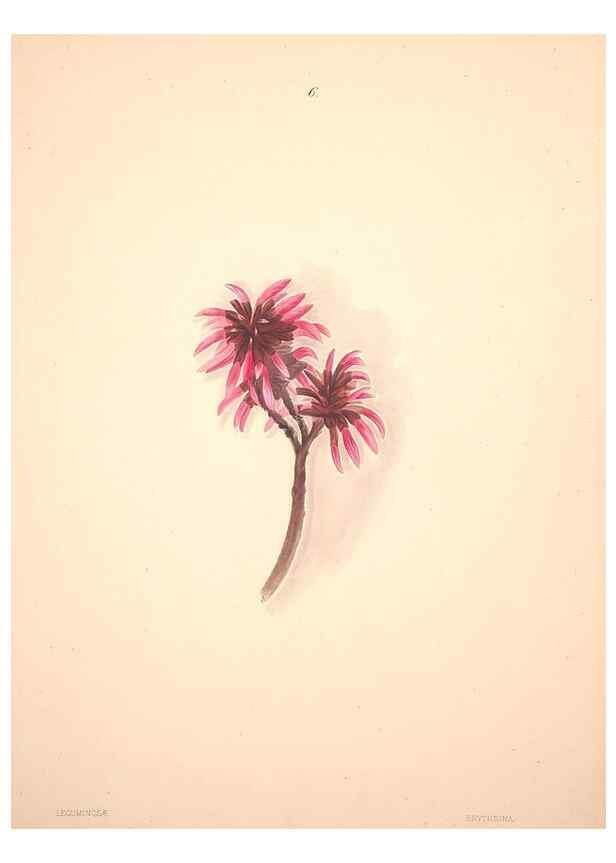 Reproducción/Reproduction 47848129961: Brazilian flowers drawn from nature in the years 1880-1882,. Coombe Croft,1893.. 