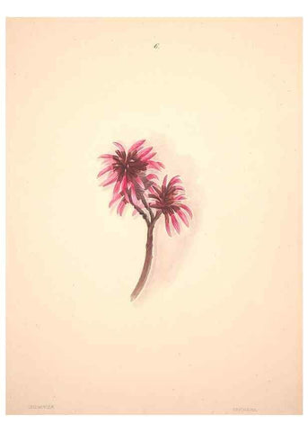 Reproducción/Reproduction 47848129961: Brazilian flowers drawn from nature in the years 1880-1882,. Coombe Croft,1893.. 