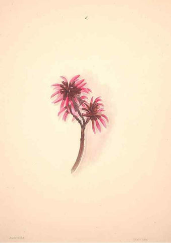 Reproducción/Reproduction 47848129961: Brazilian flowers drawn from nature in the years 1880-1882,. Coombe Croft,1893.. 