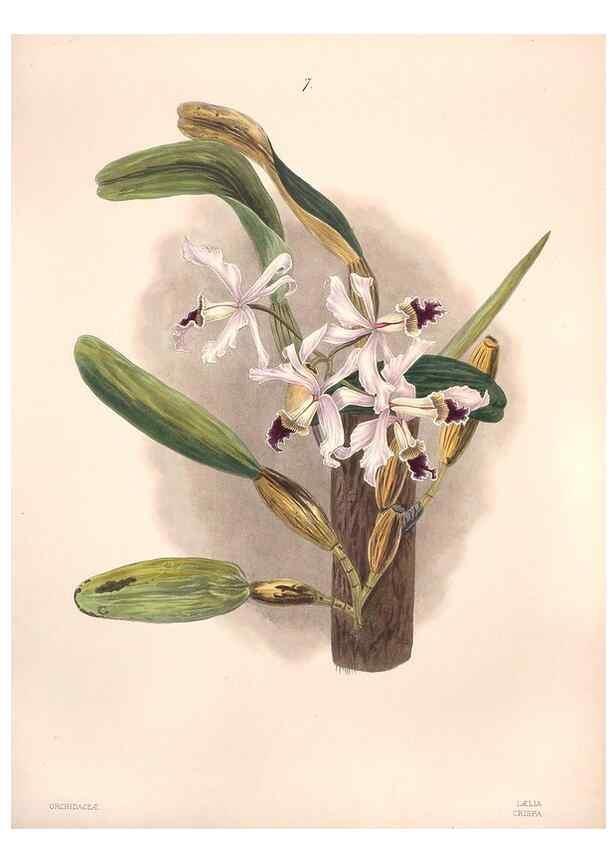 Reproducción/Reproduction 32904013557: Brazilian flowers drawn from nature in the years 1880-1882,. Coombe Croft,1893.. 
